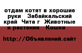отдам котят в хорошие руки - Забайкальский край, Чита г. Животные и растения » Кошки   